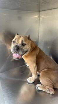 Mixed Breed Dogs Available for Adoption in Dallas, Texas - BUBBLES | PetCurious