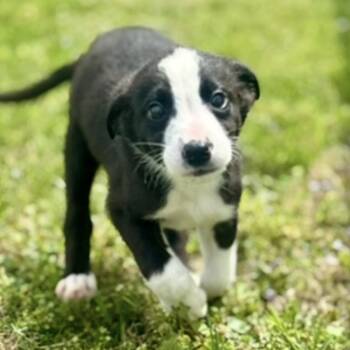 Mixed Breed Dogs Available for Adoption - Tux | PetCurious