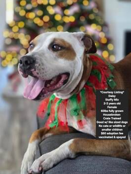 Courtesy Listing - Daisy -  Staffordshire Bull Terrier Dog for Adoption in Oviedo, Florida - Courtesy Listing - Daisy | PetCurious