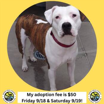 ZIYA -  Pit Bull Terrier Dog for Adoption in Santa Cruz, California - ZIYA | PetCurious