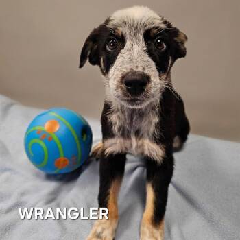 Wrangler -  Australian Cattle Dog Blue Heeler and Mixed Breed Dog for Adoption in Madisonville, Tennessee - Wrangler | PetCurious