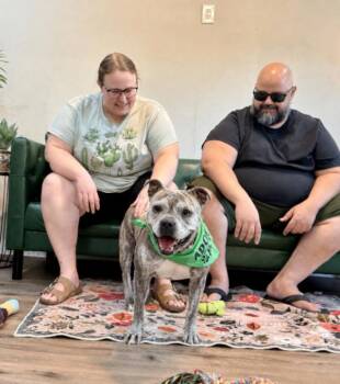 Angel Baby Squishy Sweet Cheeks -  English Bulldog and American Bulldog Dog for Adoption in Friendswood, Texas - Angel Baby Squishy Sweet Cheeks | PetCurious