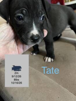 Tate -  American Staffordshire Terrier Dog for Adoption in Welling, Oklahoma - Tate | PetCurious