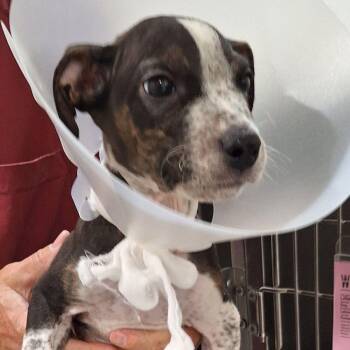 Australian Cattle Dog Blue Heeler Dogs Available for Adoption in Lake Havasu City, Arizona - Rex | PetCurious