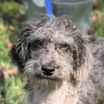 Rescue Poodle and Labrador Retriever Dogs for Adoption in Locust Fork, Alabama - Butternut | PetCurious