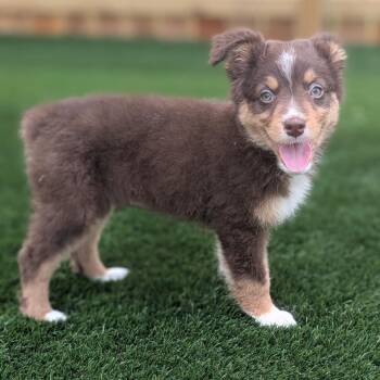 Symphony -  Australian Shepherd Dog for Adoption in La Grange, Kentucky - Symphony | PetCurious