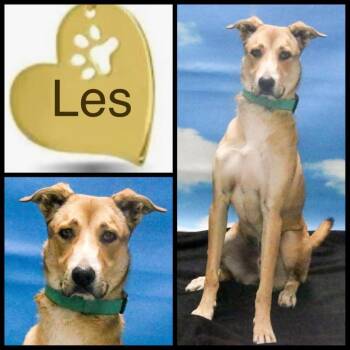 Border Collie and Mixed Breed Dogs Available for Adoption in Casa Grande, Arizona - Les | PetCurious