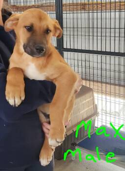 Mixed Breed Dogs Available for Adoption in Manchester, Connecticut - Max | PetCurious