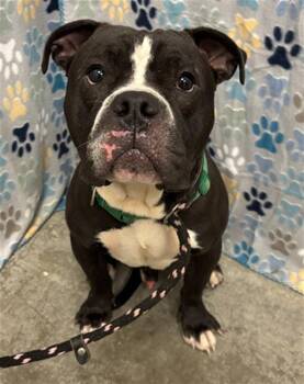 English Bulldog and Mixed Breed Dogs Available for Adoption in Rosenberg, Texas - CHAD | PetCurious