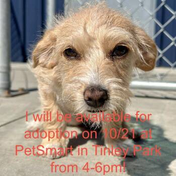 Mulan -  Mixed Breed Dog for Adoption in Matteson, Illinois - Mulan | PetCurious