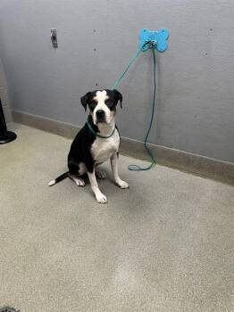 Pit Bull Terrier and Mixed Breed Dogs Available for Adoption - SNOOPY | PetCurious