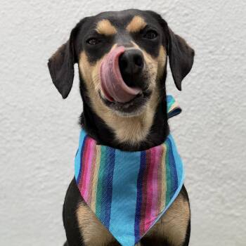 BENNY -  Chihuahua Dog for Adoption in San Diego, California - BENNY | PetCurious