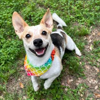 Jack Russell Terrier and Chihuahua Dogs Available for Adoption in Corpus Christi, Texas - Jett | PetCurious