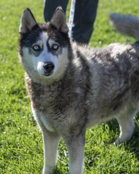 Kaylee -  Siberian Husky and Mixed Breed Dog for Adoption in Pequot Lakes, Minnesota - Kaylee | PetCurious