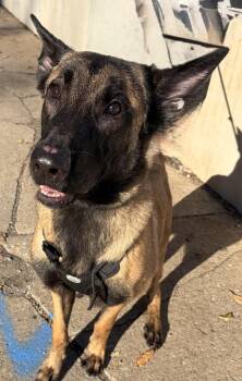 Lennon -  Belgian Shepherd Malinois Dog for Adoption in Mckeesport, Pennsylvania - Lennon | PetCurious