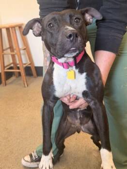 Hershey -  Pit Bull Terrier Dog for Adoption in Cleveland, Ohio - Hershey | PetCurious