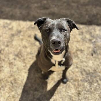 Rescue Pit Bull Terrier and Labrador Retriever Dogs for Adoption in Grand Forks, North Dakota - Turbo | PetCurious