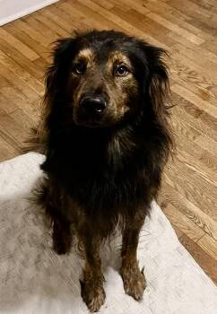 Thaddeus -  Australian Shepherd and Chow Chow Dog for Adoption in Gardiner, New York - Thaddeus | PetCurious