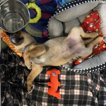 Peterbilt -  Mixed Breed and Shepherd Dog for Adoption in Salt Lake City, Utah - Peterbilt | PetCurious