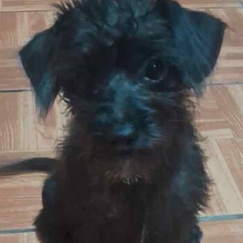 Rescue Schnauzer and Terrier Dogs for Adoption in San Diego, California - Bella | PetCurious