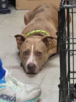 Buddy -  Mixed Breed Dog for Adoption in Hobart, Indiana - Buddy | PetCurious