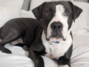Kathy Bates -  Mixed Breed Dog for Adoption in Atlanta, Georgia - Kathy Bates | PetCurious