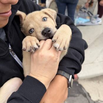 Fruit Loops -  Labrador Retriever and Australian Shepherd Dog for Adoption in San Diego, California - Fruit Loops | PetCurious