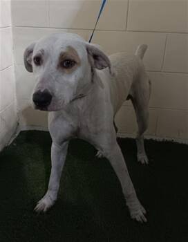 Rescue American Bulldog and Mixed Breed Dogs for Adoption in Winter Haven, Florida - A1246950 | PetCurious