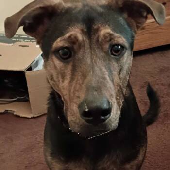 Rescue Shepherd Dogs for Adoption in Wichita, Kansas - MJ | PetCurious