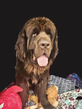 Newfoundland Dog Dogs Available for Adoption in Ledyard, Connecticut - Yukon | PetCurious