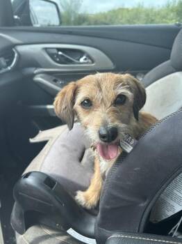Gretel -  Dachshund and Terrier Dog for Adoption in Brownstown, Indiana - Gretel | PetCurious