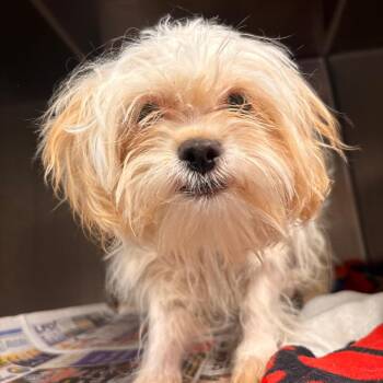 Bonbon -  Maltese and Mixed Breed Dog for Adoption in San Antonio, Texas - Bonbon | PetCurious