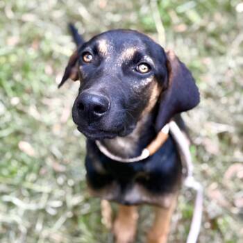 Bruno -  Labrador Retriever and Hound Dog for Adoption in Bend, Oregon - Bruno | PetCurious