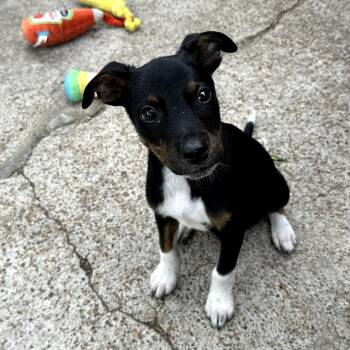 Larry aka Boots -  Mixed Breed Dog for Adoption in Santa Fe, Texas - Larry Aka Boots | PetCurious