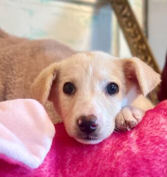 Labrador Retriever Dogs Available for Adoption - Ella Lonestar | PetCurious