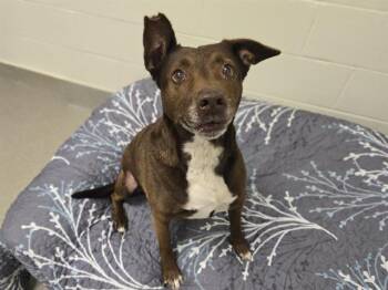 Labrador Retriever Dogs Available for Adoption in Auburn, California - ETHEL DAVENPORT | PetCurious