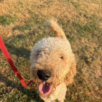 Strueduel -  Poodle and Labradoodle Dog for Adoption in Sadler, Texas - Strueduel | PetCurious
