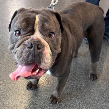 Mixed Breed Dogs Available for Adoption in Allentown, Pennsylvania - Jelly Roll | PetCurious