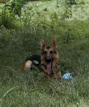 Vader -  German Shepherd Dog Dog for Adoption in West Peoria, Illinois - Vader | PetCurious