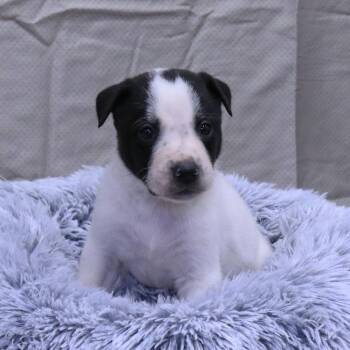 Pit Bull Terrier Dogs Available for Adoption in Rifle, Colorado - Tungsten (26-1E-3) | PetCurious