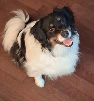Nigel -  Australian Shepherd and Papillon Dog for Adoption in Kansas City, Missouri - Nigel | PetCurious