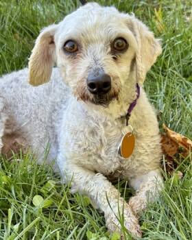 Rescue Shih Tzu and Bichon Frise Dogs for Adoption in Malvern, Pennsylvania - Carrie | PetCurious