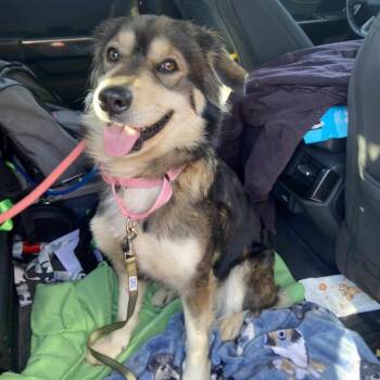 Border Collie Dogs Available for Adoption - Aspen | PetCurious