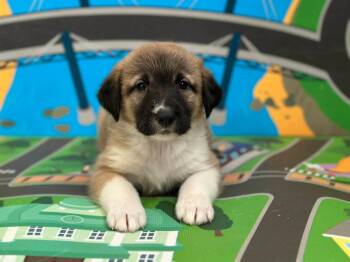 Collie and Anatolian Shepherd Dogs Available for Adoption - Ripley | PetCurious