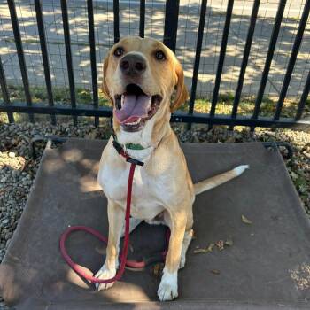 Mac -  Hound and Labrador Retriever Dog for Adoption in Buffalo, New York - Mac | PetCurious