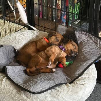 Michelangelo -  Jack Russell Terrier and Dachshund Dog for Adoption in Wichita, Kansas - Michelangelo | PetCurious
