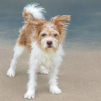 KING -  Lakeland Terrier and Mixed Breed Dog for Adoption in St. Louis, Missouri - KING | PetCurious