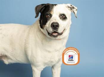 TEDDY -  Pit Bull Terrier and Australian Cattle Dog Blue Heeler Dog for Adoption in Phoenix, Arizona - TEDDY | PetCurious