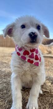 Great Pyrenees and Australian Shepherd Dogs Available for Adoption - Scrabble | PetCurious