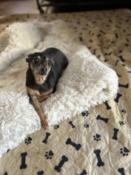 Rescue Chihuahua Dogs for Adoption in San Diego, California - Raya | PetCurious